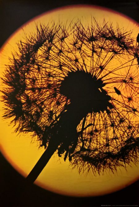 Sunflower by Ben Biggs